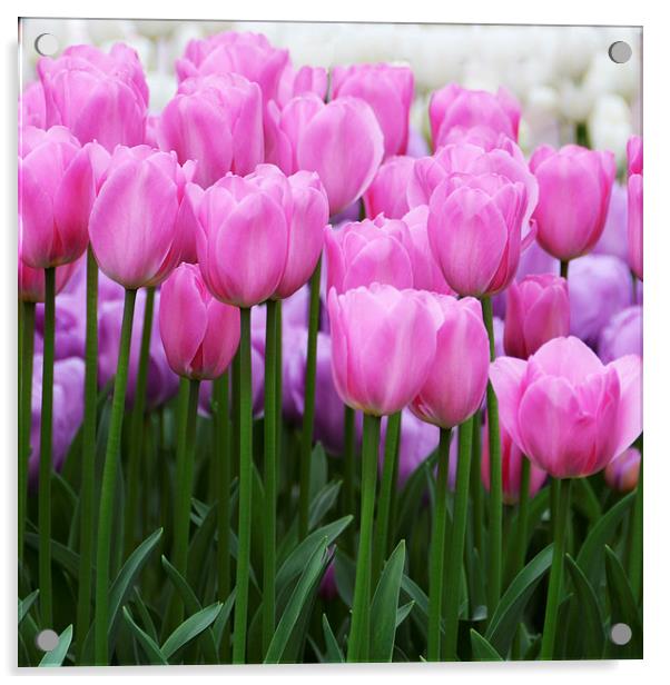 Pink Tulips Acrylic by Carolyn Eaton