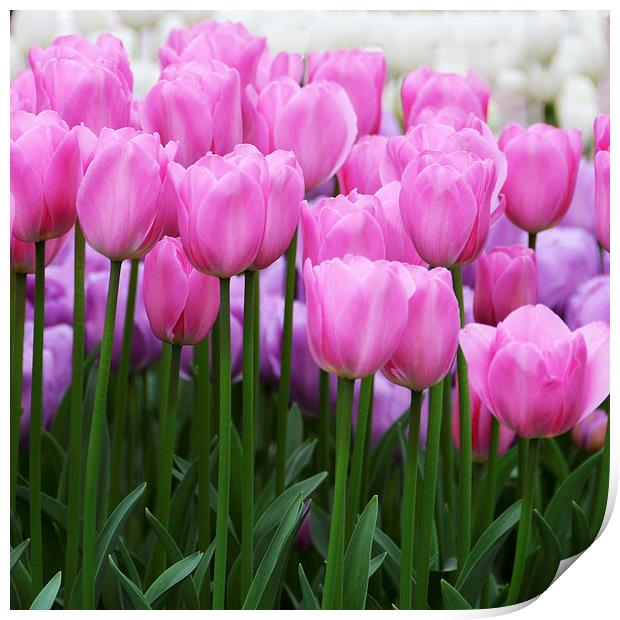 Pink Tulips Print by Carolyn Eaton