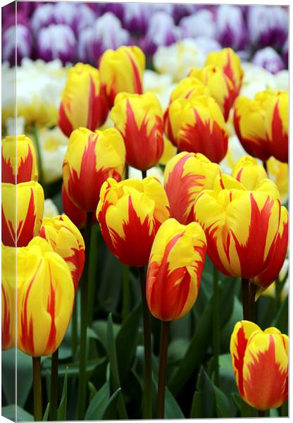 Red and Yellow Tulips Canvas Print by Carolyn Eaton