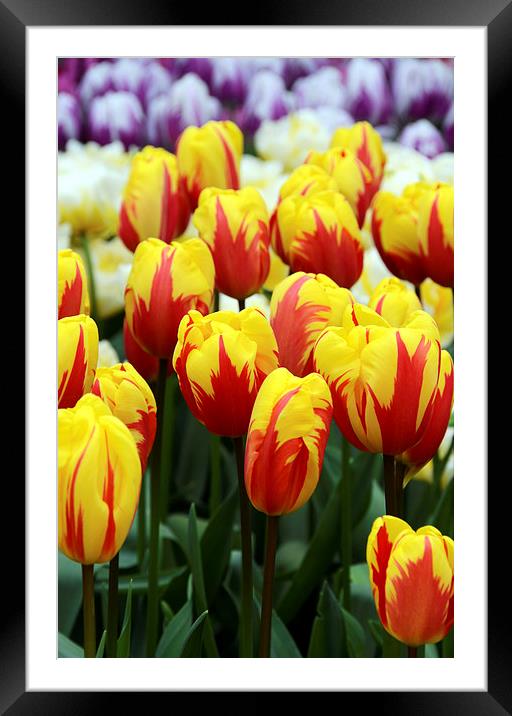 Red and Yellow Tulips Framed Mounted Print by Carolyn Eaton