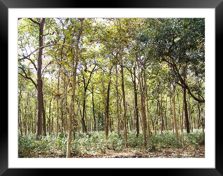 An Indian Jungle Framed Mounted Print by Ankit Mahindroo