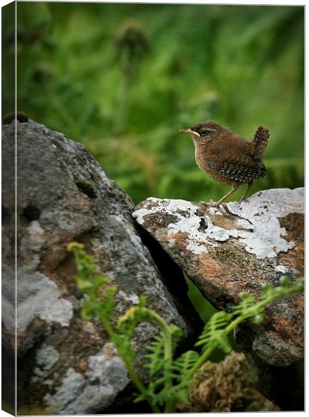 YOUNG WREN Canvas Print by Anthony R Dudley (LRPS)