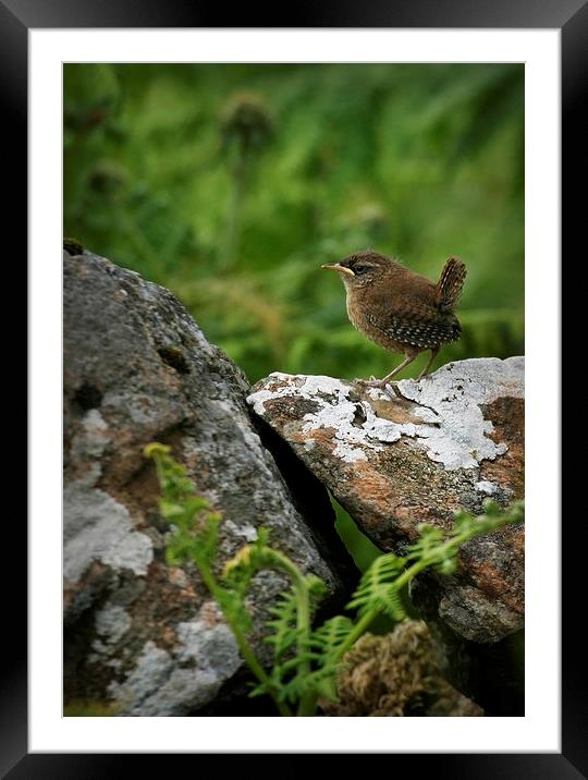 YOUNG WREN Framed Mounted Print by Anthony R Dudley (LRPS)