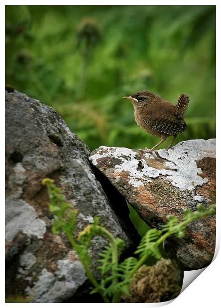 YOUNG WREN Print by Anthony R Dudley (LRPS)