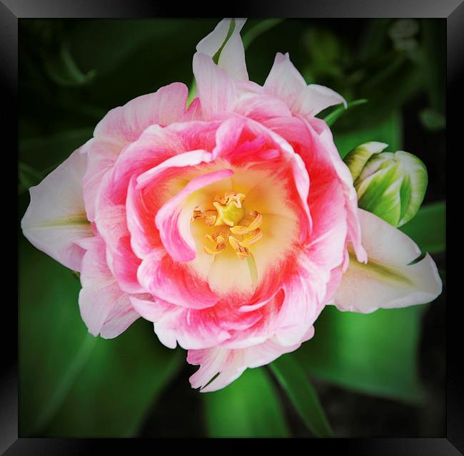 Tulip from Amsterdam Framed Print by Carolyn Eaton