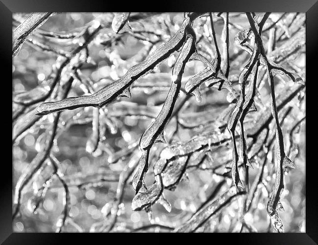 More Frozen Branches Framed Print by Mary Lane
