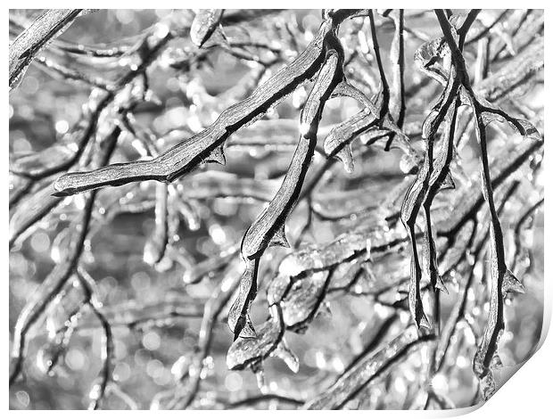 More Frozen Branches Print by Mary Lane