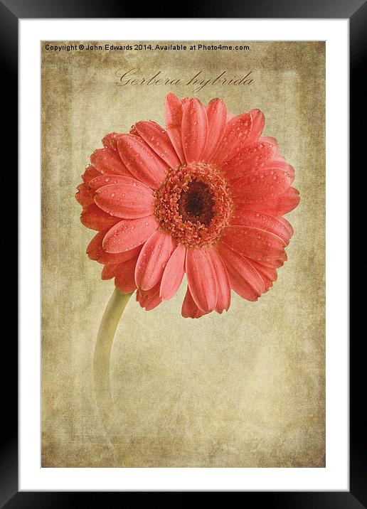Gerbera hybrida with textures Framed Mounted Print by John Edwards