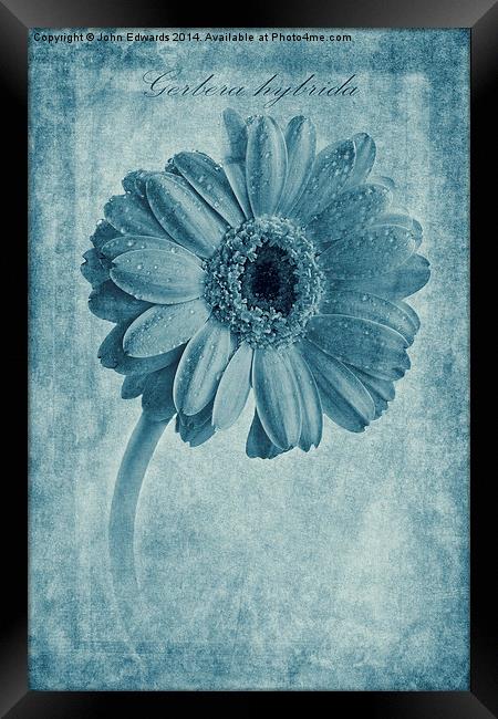 Cyanotype Gerbera hybrida with textures Framed Print by John Edwards