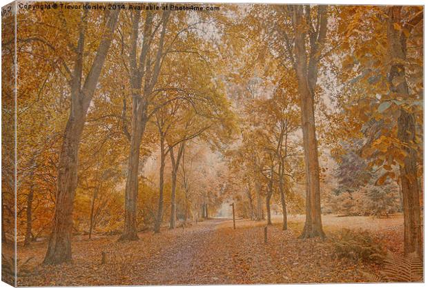 Autumn in the Woods Canvas Print by Trevor Kersley RIP