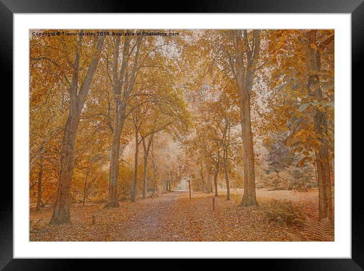 Autumn in the Woods Framed Mounted Print by Trevor Kersley RIP