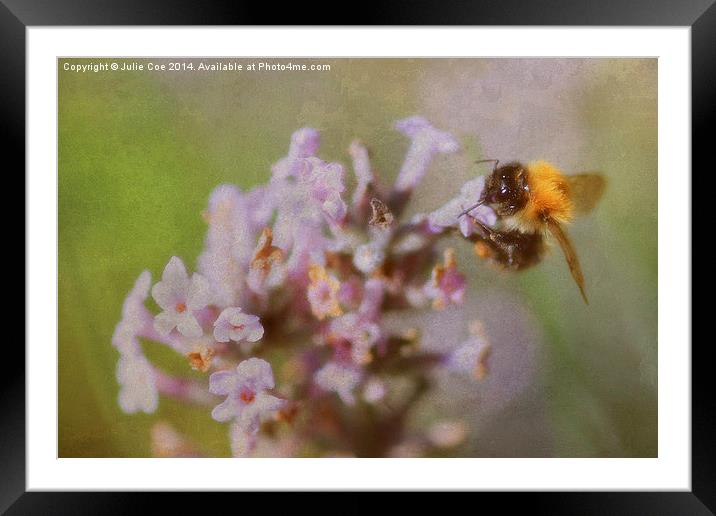Pink Lavender Bee Framed Mounted Print by Julie Coe