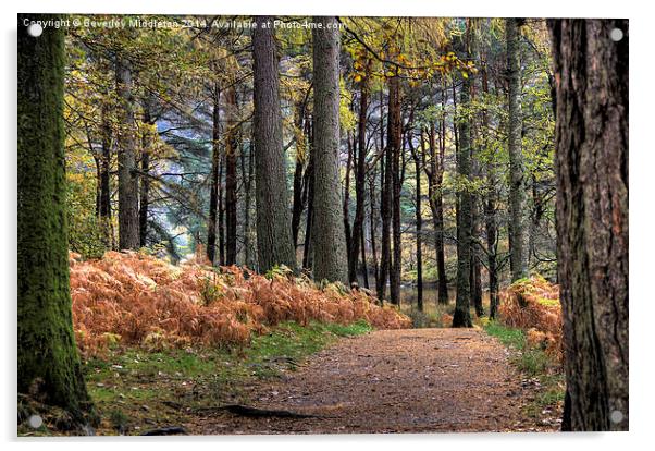 Woodland Walk Acrylic by Beverley Middleton