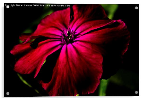 Purple Wild Flower Acrylic by Alan Harman