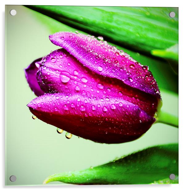 Waterdrops on Maroon Tulip Acrylic by Carolyn Eaton