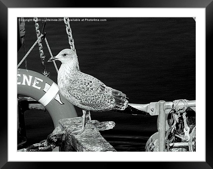 Seabird on the Dockside Framed Mounted Print by Bill Lighterness