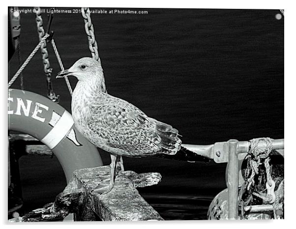 Seabird on the Dockside Acrylic by Bill Lighterness