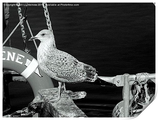 Seabird on the Dockside Print by Bill Lighterness