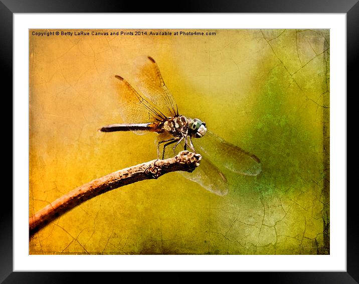 Waiting For My Date Framed Mounted Print by Betty LaRue