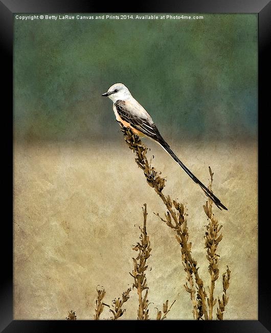 Scissor-tailed Flycatcher Framed Print by Betty LaRue
