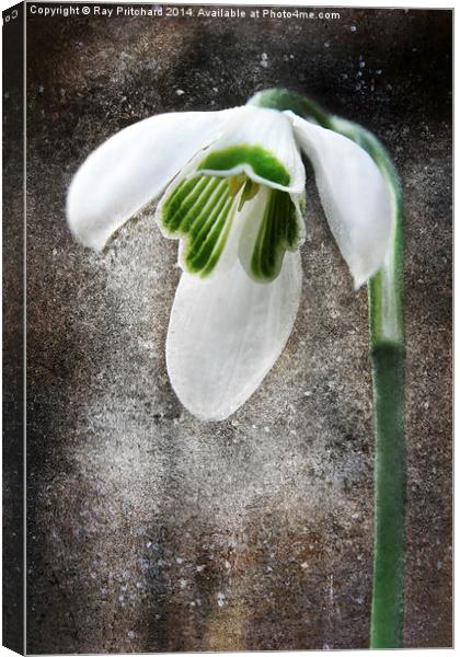 Snow Drop Canvas Print by Ray Pritchard
