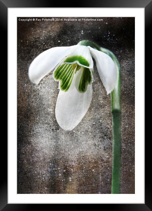 Snow Drop Framed Mounted Print by Ray Pritchard