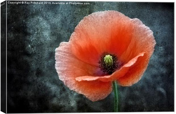 Textured Poppy Canvas Print by Ray Pritchard