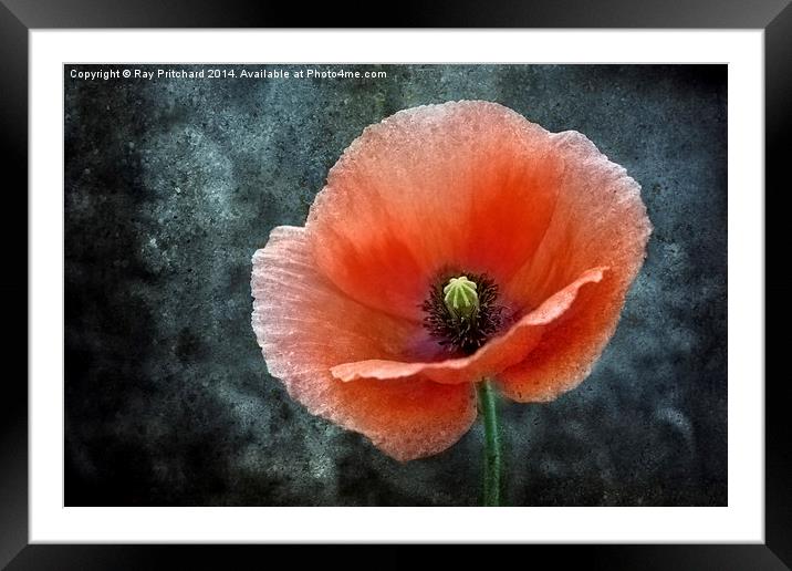 Textured Poppy Framed Mounted Print by Ray Pritchard