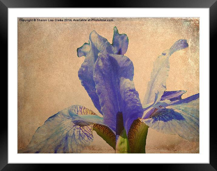 Antique Iris Framed Mounted Print by Sharon Lisa Clarke