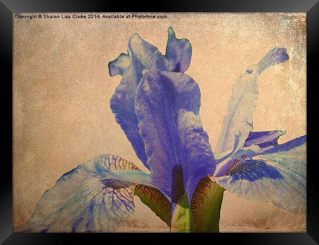 Antique Iris Framed Print by Sharon Lisa Clarke