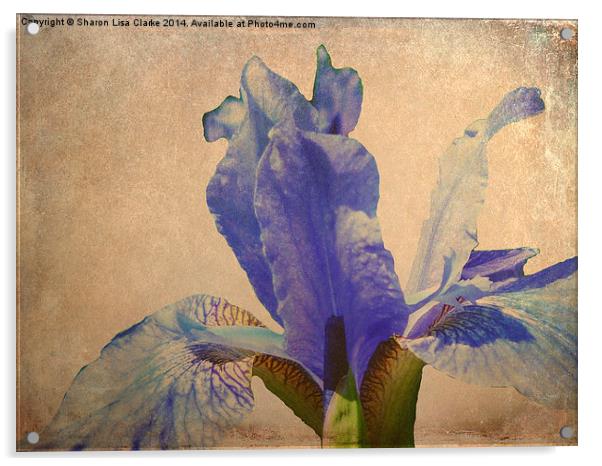 Antique Iris Acrylic by Sharon Lisa Clarke