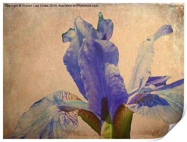Antique Iris Print by Sharon Lisa Clarke