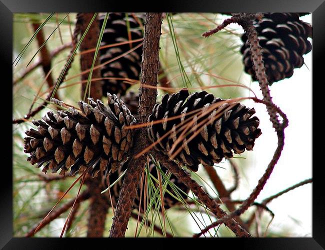 Pine Cones in the Pine Tree Framed Print by Pics by Jody Adams