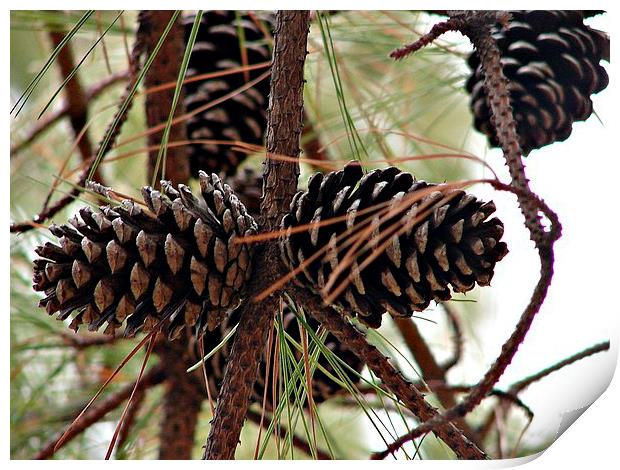 Pine Cones in the Pine Tree Print by Pics by Jody Adams