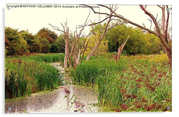 WETLANDS GLOUCESTER Acrylic by Anthony Kellaway