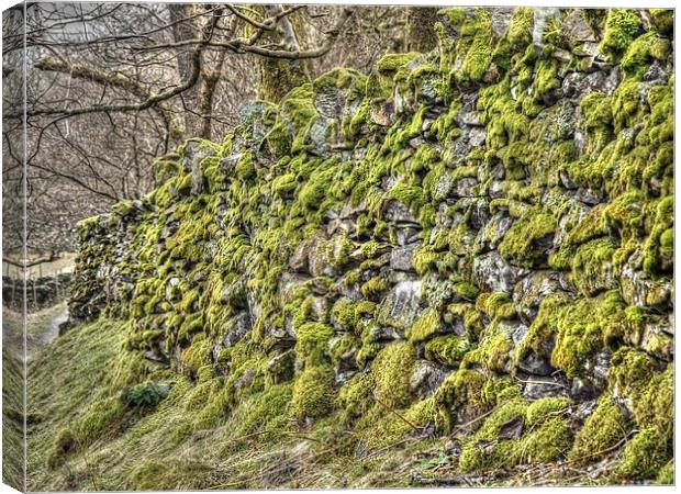 Moss on a drystone wall Canvas Print by Andy Huntley