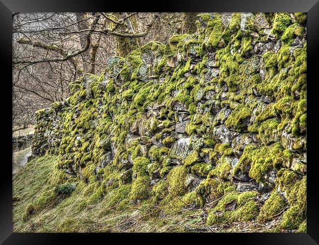 Moss on a drystone wall Framed Print by Andy Huntley