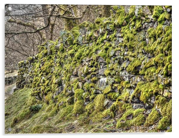 Moss on a drystone wall Acrylic by Andy Huntley