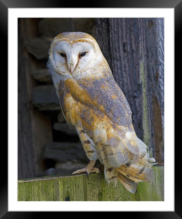 Barn Owl Framed Mounted Print by Mike Gorton