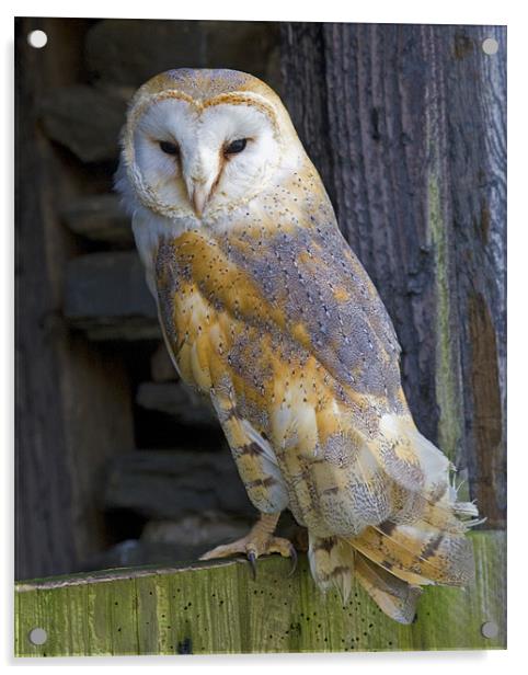 Barn Owl Acrylic by Mike Gorton