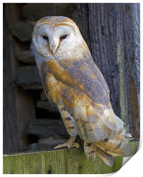 Barn Owl Print by Mike Gorton