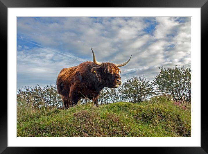 Highland Cow Framed Mounted Print by Debbie Metcalfe