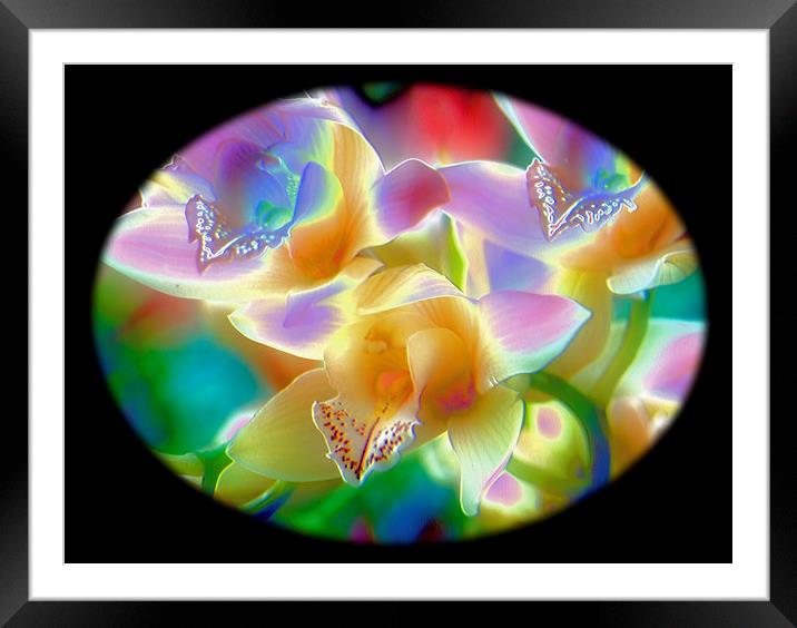 Orchids Through Textured Glass Framed Mounted Print by Geoffrey Higges