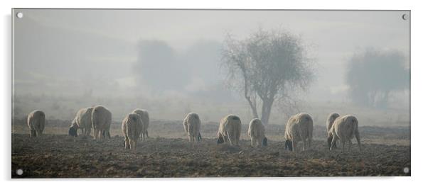 Sheep at D N P ..... Acrylic by Bhagwat Tavri