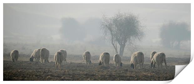 Sheep at D N P ..... Print by Bhagwat Tavri