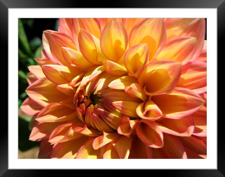 Apricot Dahlia Framed Mounted Print by Geoffrey Higges