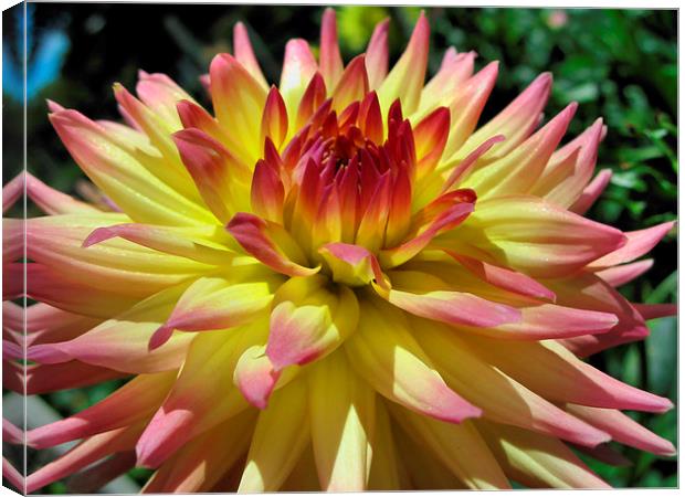 Yellow and Pink Dahlia Canvas Print by Geoffrey Higges