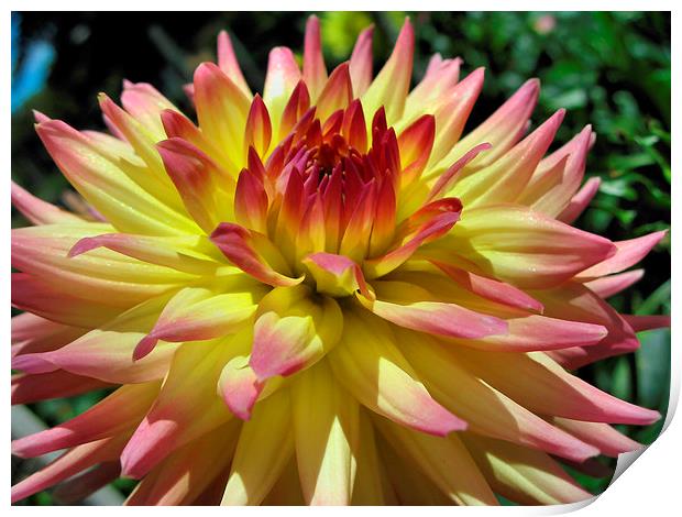 Yellow and Pink Dahlia Print by Geoffrey Higges