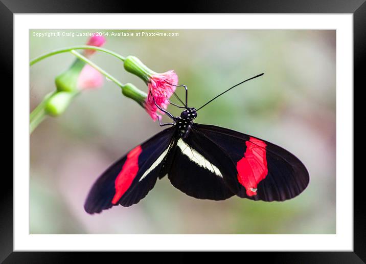 Postman butterfly feeding Framed Mounted Print by Craig Lapsley