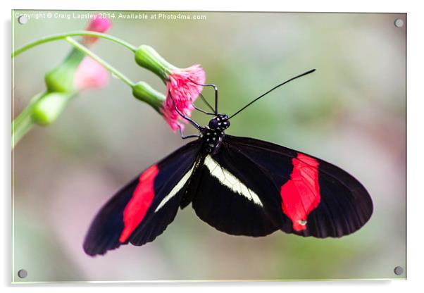 Postman butterfly feeding Acrylic by Craig Lapsley